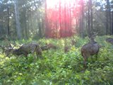Good Morning Deers